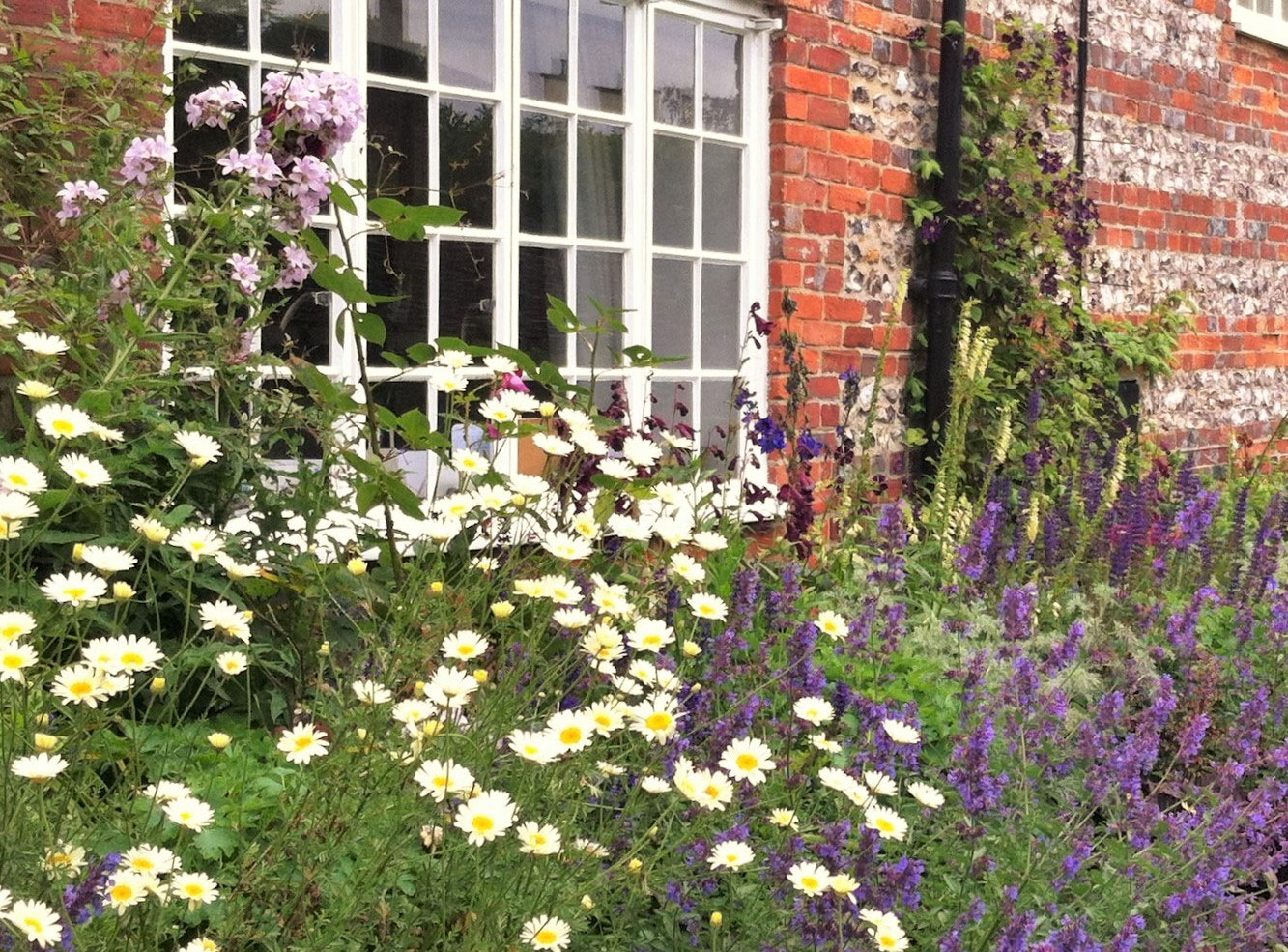 Cottage garden border with Anthemis tinctorial 'Sauce Hollandaise'