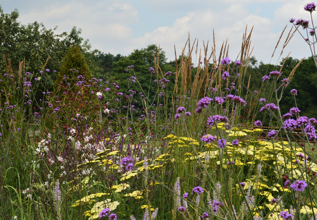 Achillea, Gaura and Verbena