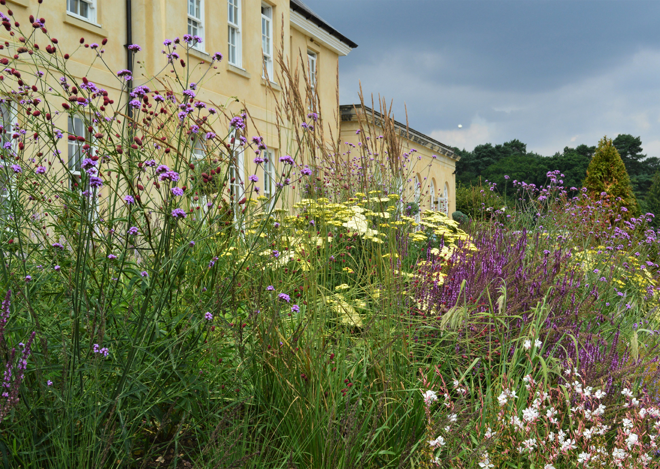 Sanguisorba officinalis 'Arnhem'