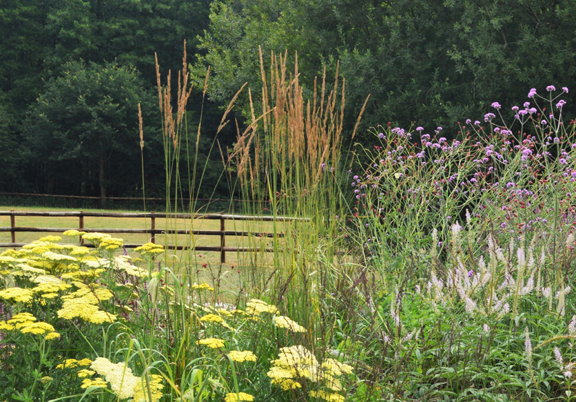 Calamagrostis 'Karl Foerster', with Achillea 'Credo'