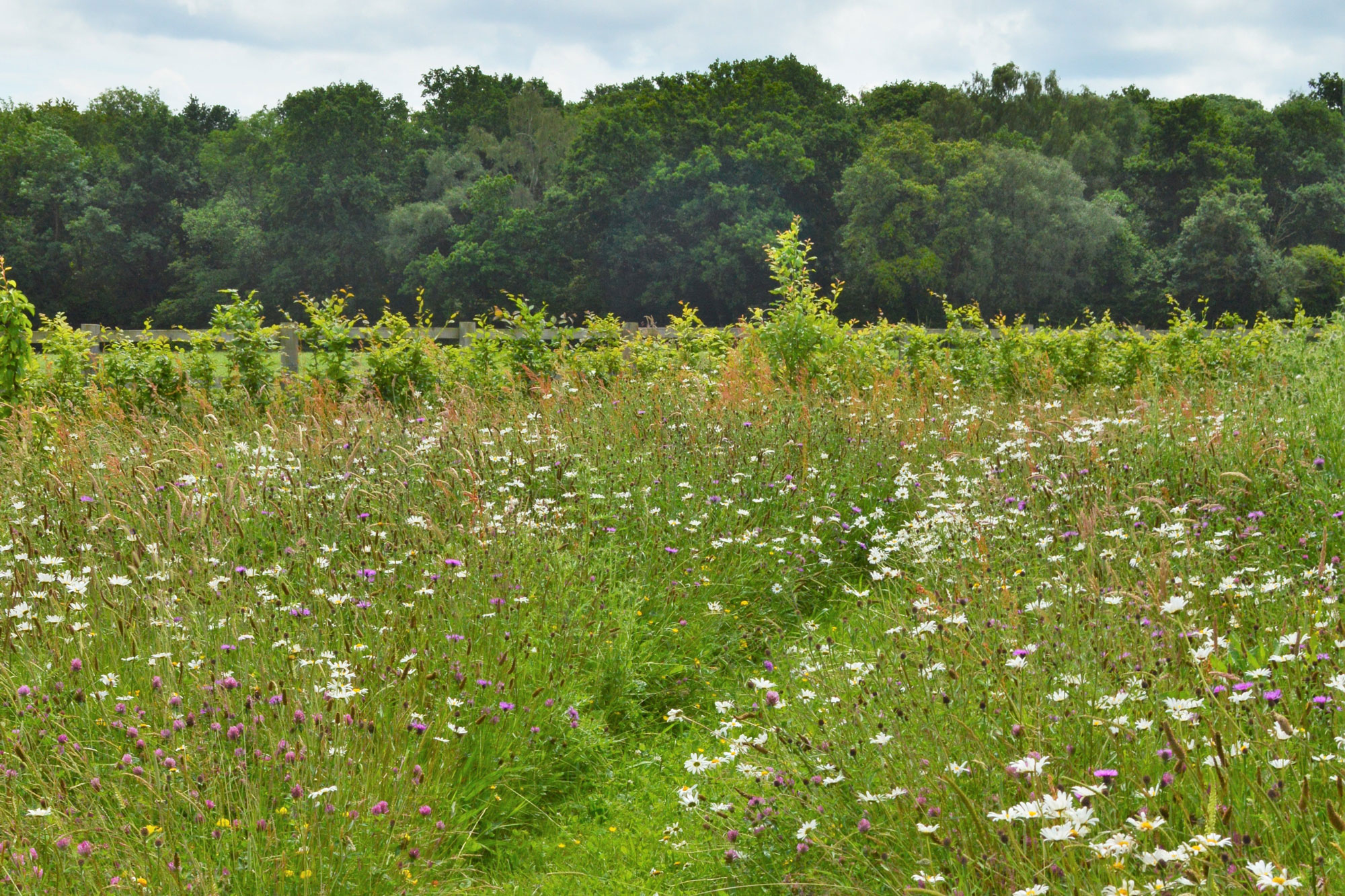 Wildflower meadow design