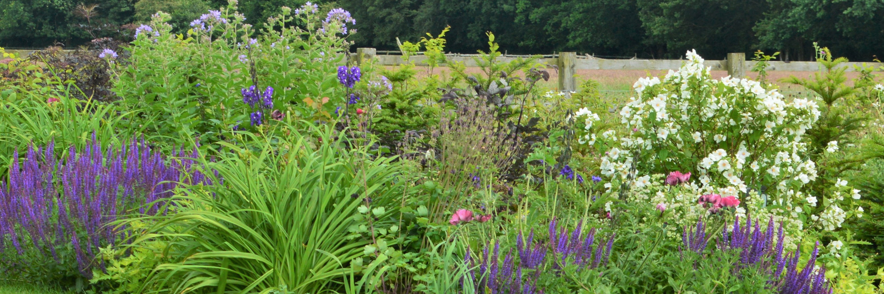 Salvia 'Caradonna', Philadelphus 'Belle Etoile'