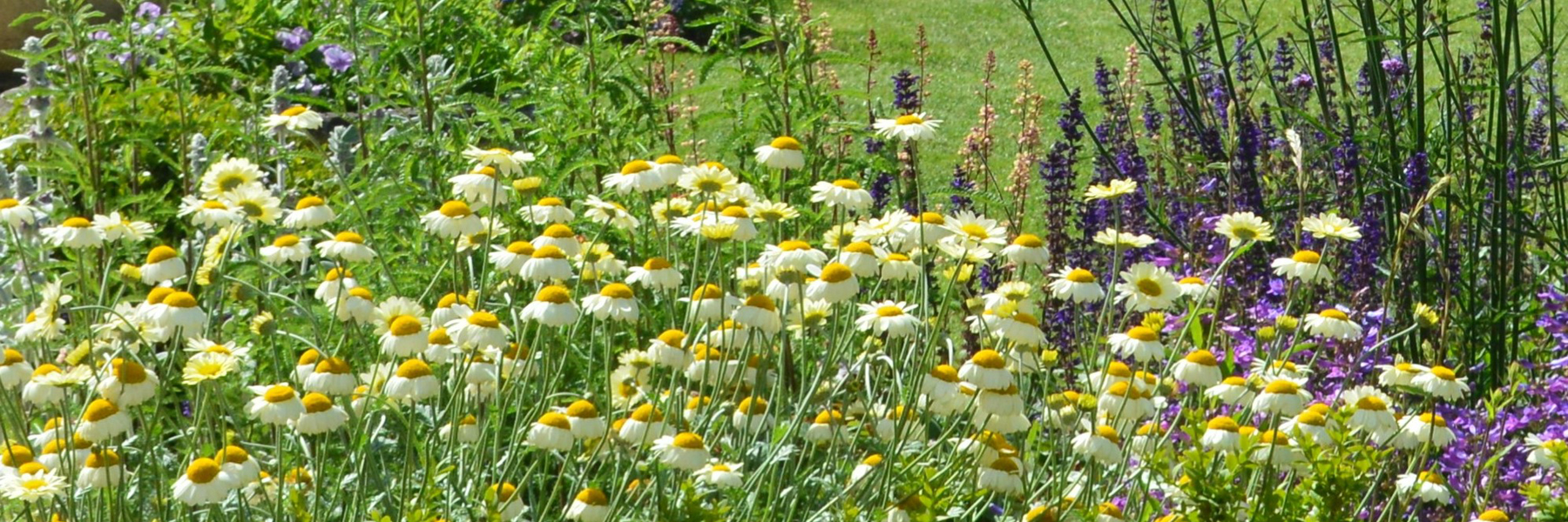 Anthemis tinctorial 'Sauce Hollandaise'