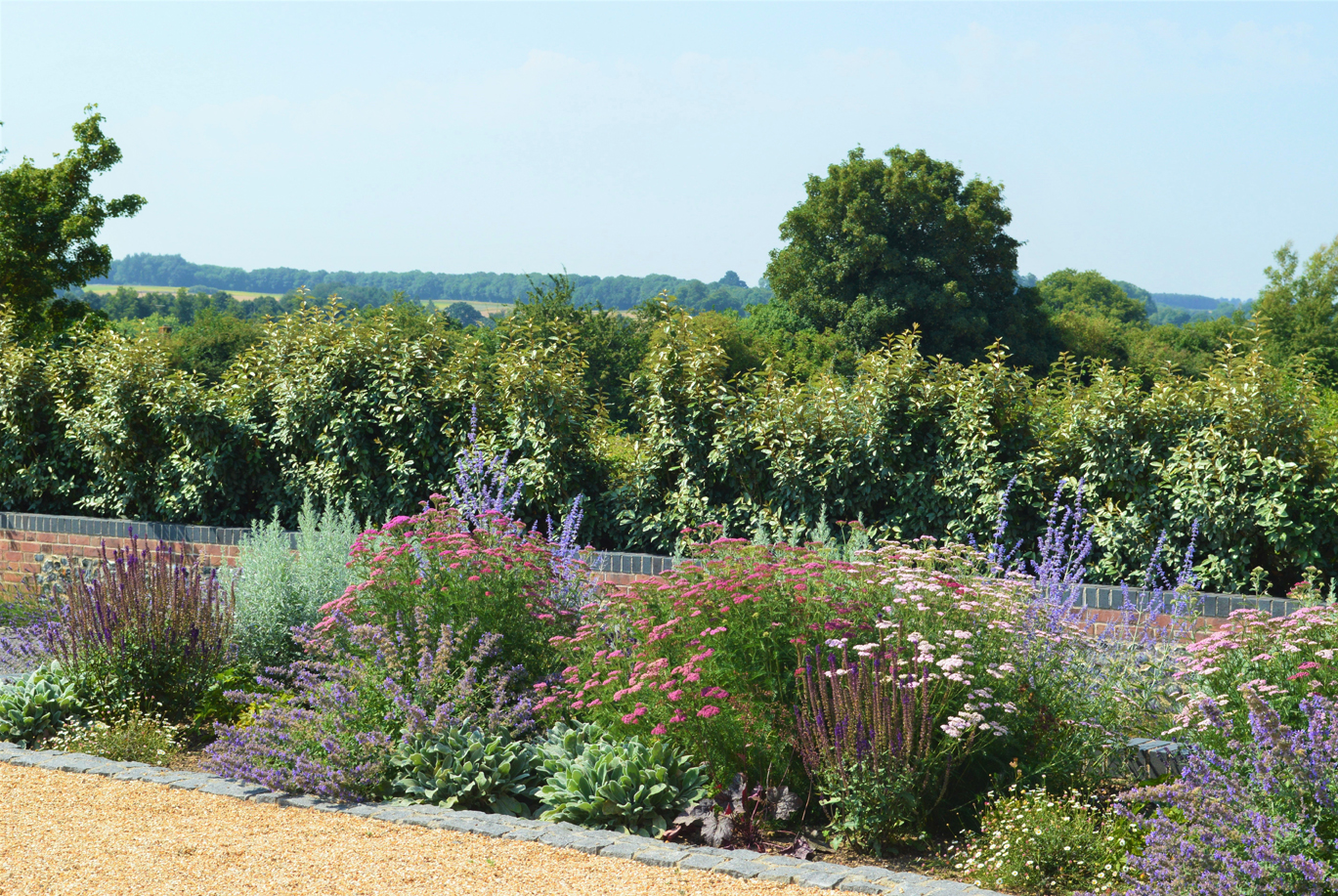 Herbaceous borders backed by Portuguese laurel