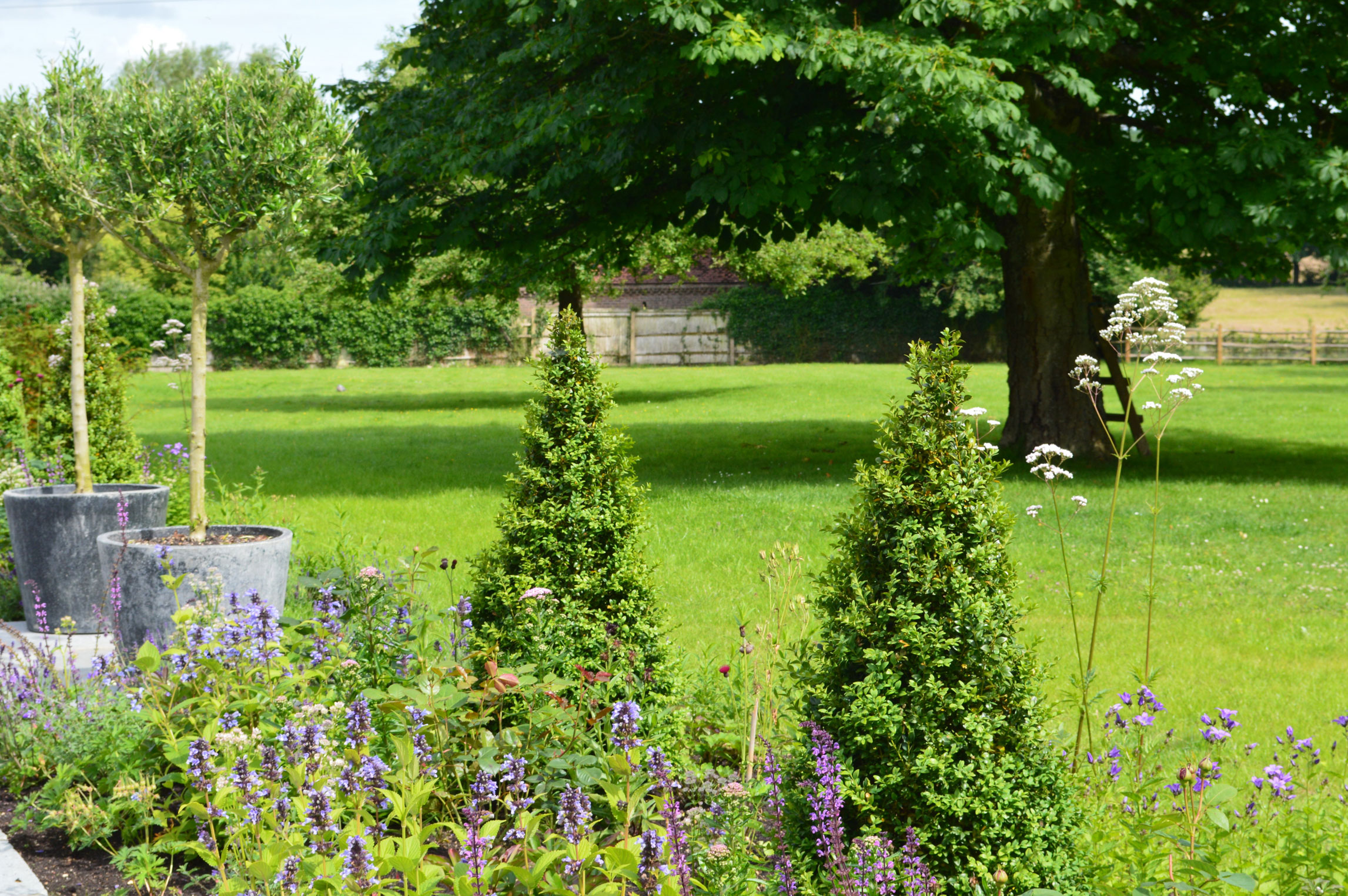 Garden design with yew cones and potted olives