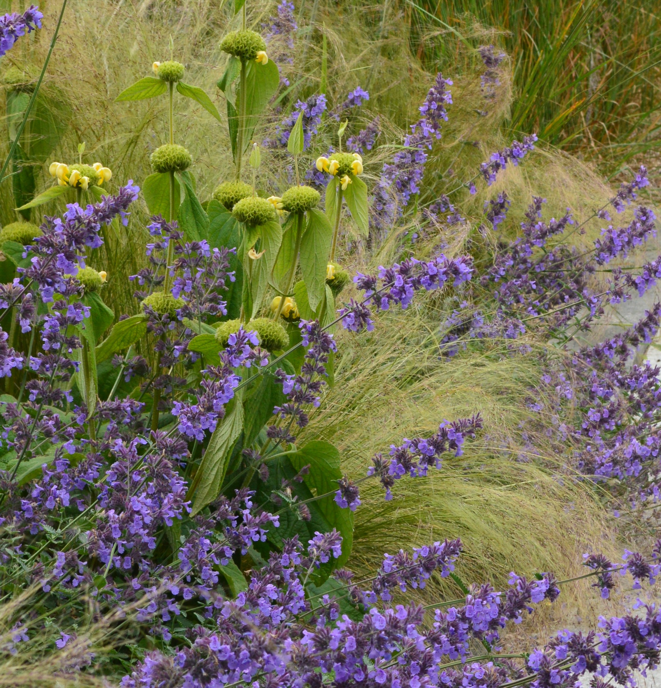 Nepeta 'Walker's Low', Phlomis russeliana, Stipa tenuissima