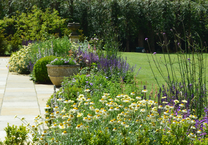 Anthemis 'Sauce Hollandaise', Salvia x sylvestris 'Mainacht'