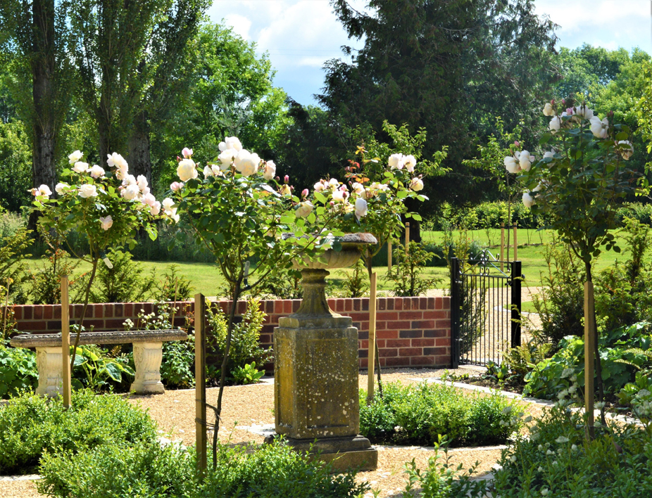 Rosa 'Desdemona'