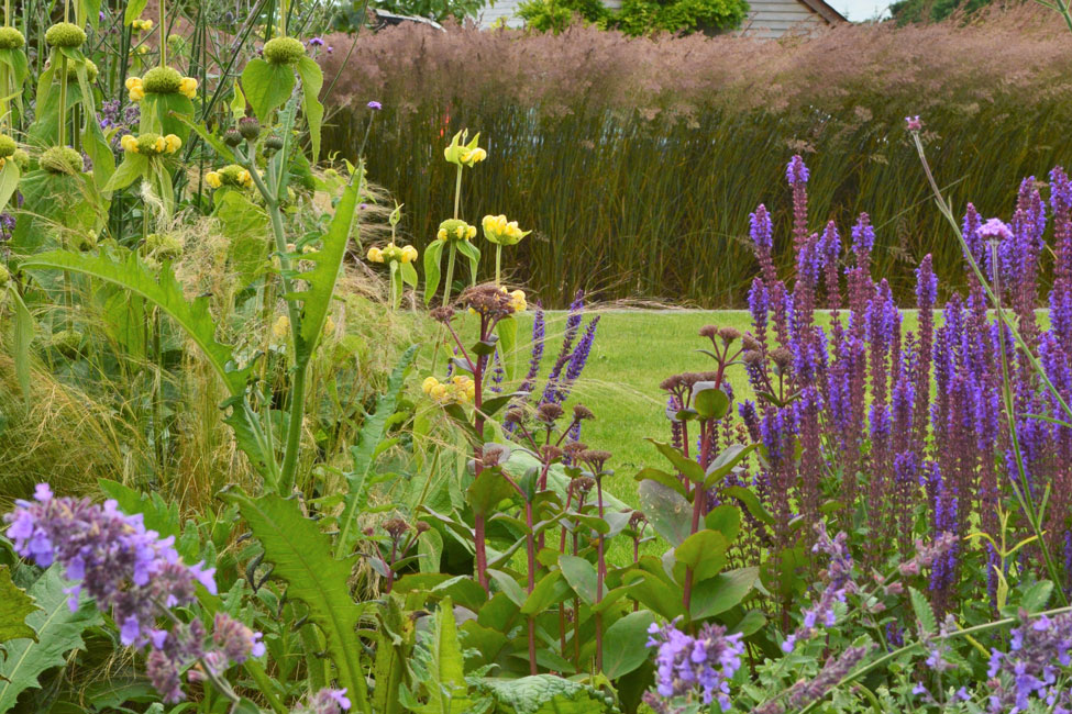 Garden design with Phlomis russeliana and Salvia Caradonna