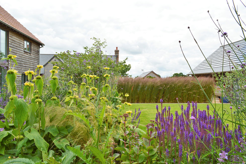 Garden design with Phlomis russeliana and Salvia Caradonna